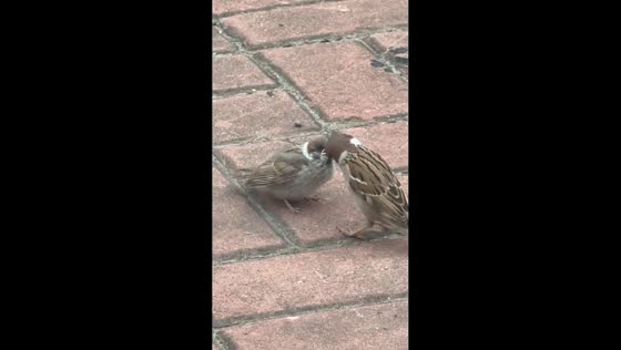 Bird helps another bird eat after it struggles to pick up food in Jilin, China