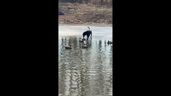 Labrador takes unexpected plunge while playing with ducks in LaFayette, Kentucky, USA