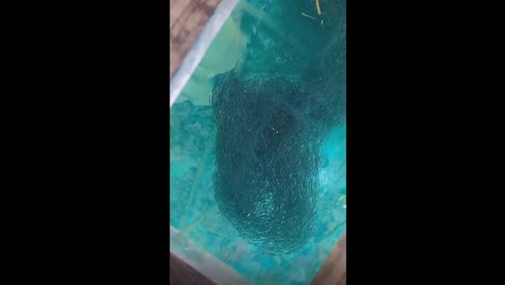 Captivating discovery: stunning schools of fish thrive beneath coastal house