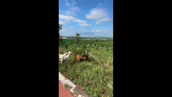 Clever goat pulls down tree so herd can reach leaves in Hebei, China