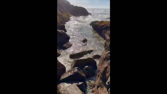 Black oystercatchers take flight as waves crash through rocky channel in California, USA