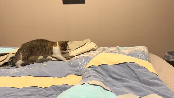 Cat startled by moving leg under blanket in Zhejiang, China