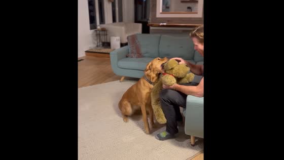 Dog gets jealous of fake dog in Picture Butte, Alberta