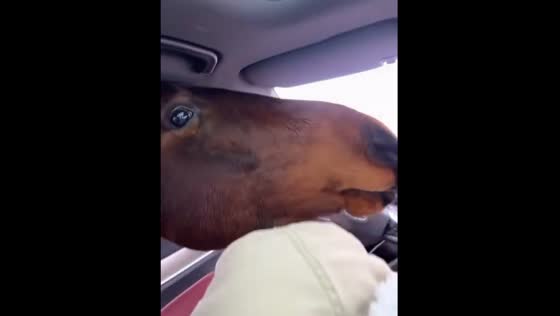 Hungry horses: car window feeding frenzy caught on camera