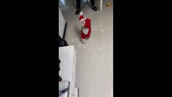 Dog performs handstand walk for its owner in Shandong, China