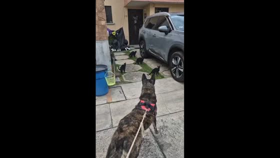 Dog puzzled by fake cats on doorway in Mexico City, Mexico