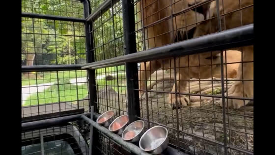 Lion scuffle over food startles visitors at Taman Safari Indonesia