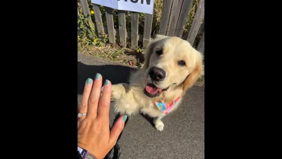 Dog gives 'paw fives' at Walthamstow polling station as UK citizens vote