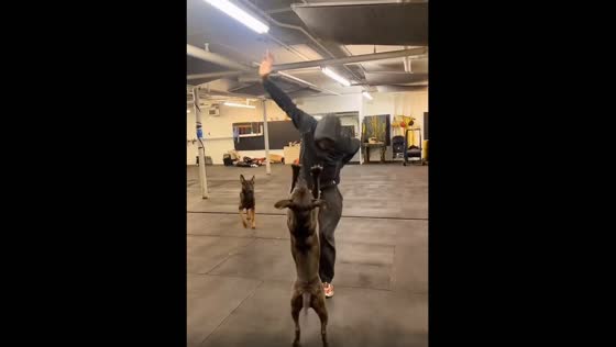 A cute dog doing amazing tricks with his owner