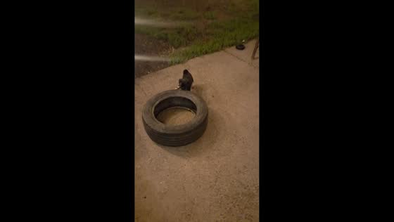 New puppy meets a playful Rottweiler in Oregon, USA