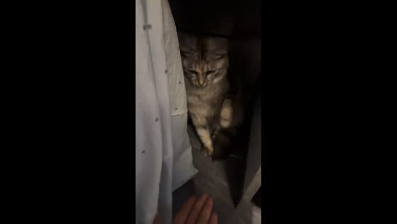 Cat repeatedly swats at owner's palm in Guangdong, China