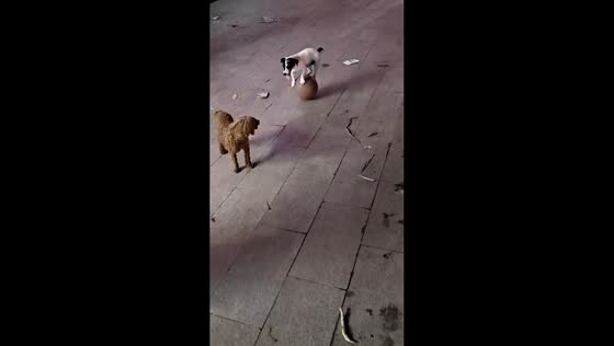 Talented dog balances on moving ball in Shanxi, China