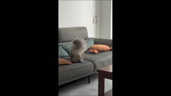 Curious cat hilariously swats at a plush toy on the couch in Anhui, China