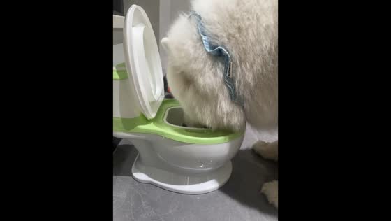 Dog drinks from toilet-shaped water fountain in Fujian, China