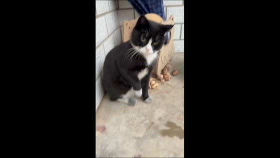 Cat repeatedly swats at its owner as they approach in Henan, China
