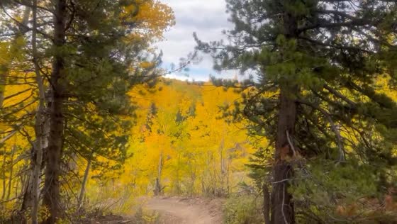 Stunning autumn colors along Hotdog Trail in Crested Butte, Colorado, USA