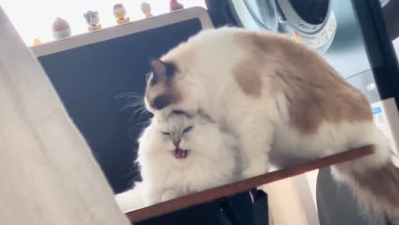 Two cats playfully tussle on a table in Shanghai, China
