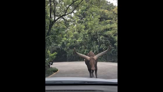 Watusi cow with huge horns causes panic on Indonesian road