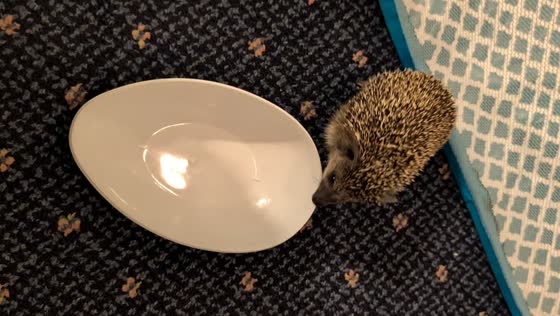 Playful hedgehog flips bowl over itself in Brick, USA