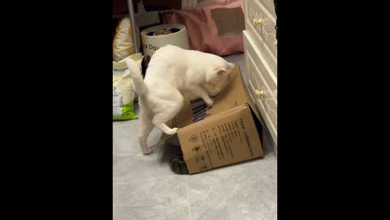 Cat slides off a cardboard box and startles the cat inside in Zhejiang, China