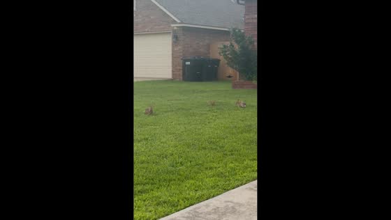 Rabbits play while baby bunny watches in Oklahoma, USA