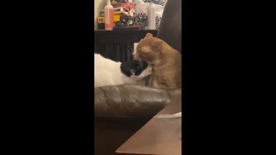 Cats playfully groom each other in North Mankato, Minnesota, USA
