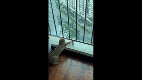 Cat tries to reach bird through window in Guangdong, China