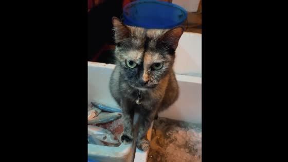 Guard cat caught on camera: hilarious moment at a fish shop in Kuala Lumpur!