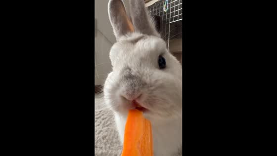 Rabbit calmly enjoys carrot in relaxing moment in Japan