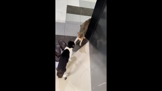 Fairview feline face-off caught on camera
