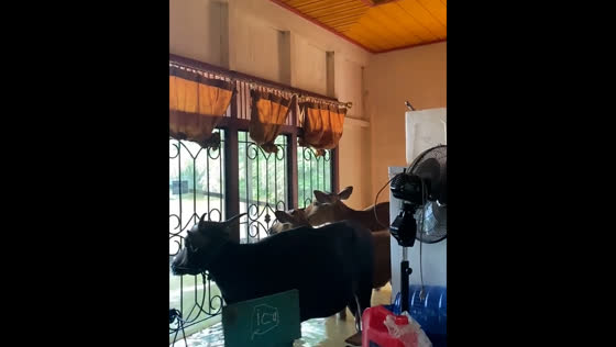 Flooded residence showcases livestock in distress