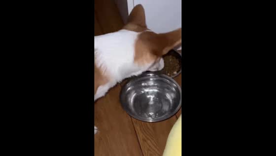 Smart dog pours water on dry food before eating in Chongqing, China