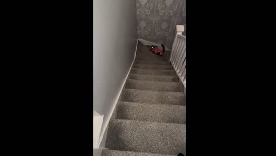 Cat slips on stairs before recovering