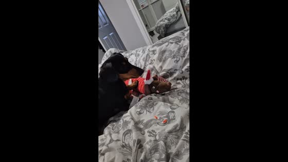 Adorable dachshund excitedly unwraps Christmas gift in England, UK
