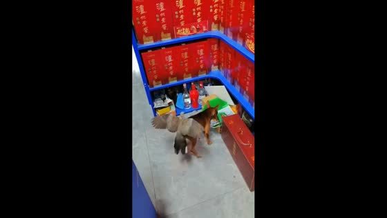 Dog and bird clash over food in Hebei, China