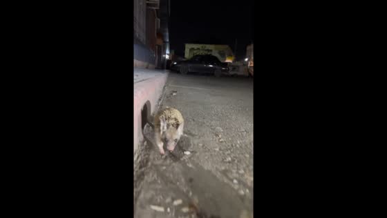 Hedgehog approaches human for help in Dagestan, Russia