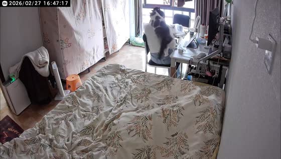 Playful cat knocks owner onto bed in Hunan, China