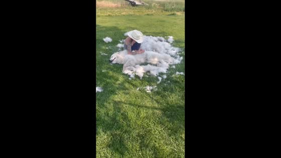 Calm grooming session with a Great Pyrenees in Idaho, USA