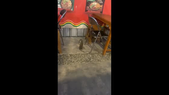 Two rats caught wrestling in restaurant in Semarang, Indonesia