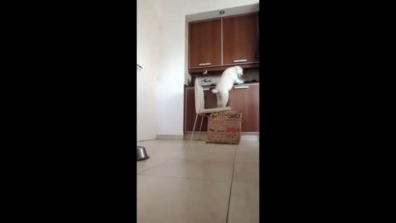 Mischievous dog falls off chair while searching for food in Lanús, Argentina