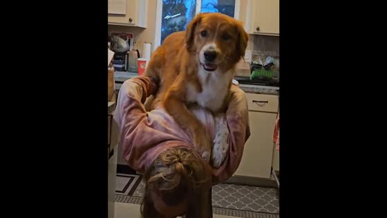 Cat jumps on back, then dog takes its place
