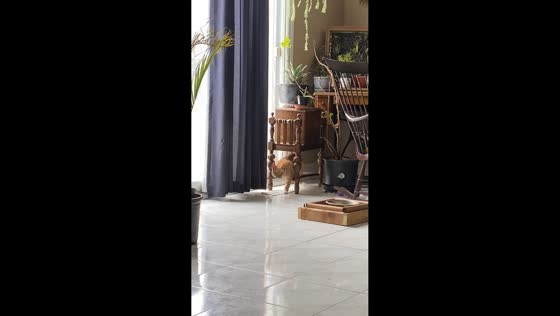 Pet cat adorably cooling off on AC vent in Thorold, Canada