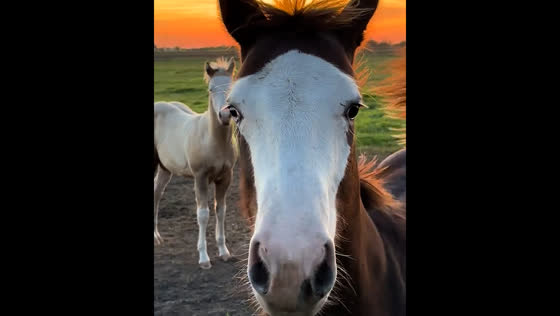 Horse playfully approaches camera on Hungarian ranch
