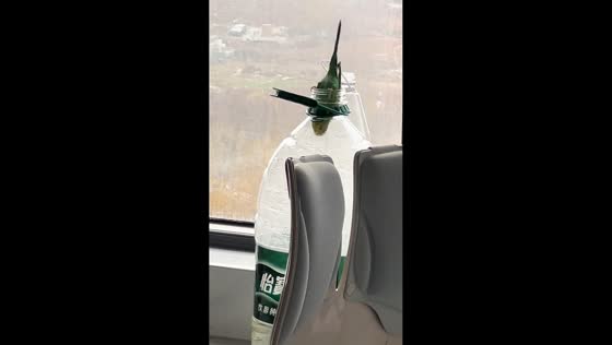 Curious budgie gets stuck in bottle in Henan, China