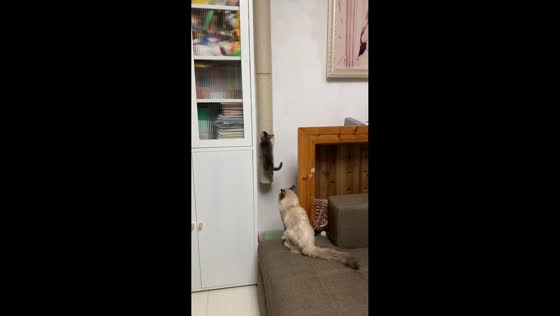 Determined kitten climbs scratching post in Hunan, China
