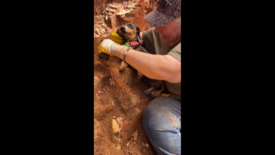 Dramatic Dachshund naps on crystal digging spot in Mount Ida, Arkansas