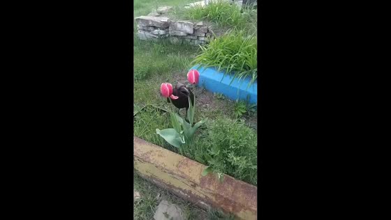 Raven plucks tulips in playful garden encounter in Vologda, Russia
