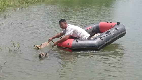 Dogs help pull boat to shore in Guangxi, China