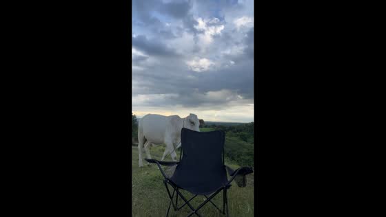 Cow startles woman during outdoor rest in Davao del Sur, Philippines