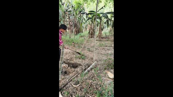 Man struggles with an unusually springy bamboo stalk in Jiangxi, China